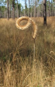 grass seed close up