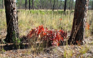 oak between the pines