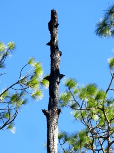snag after fire