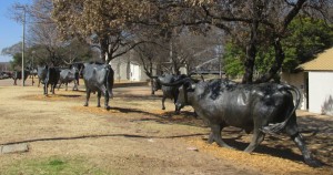 Bridge - longhorn herd