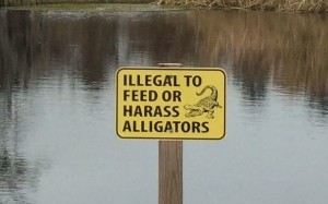 Illegal to feed or harrass the Alligators