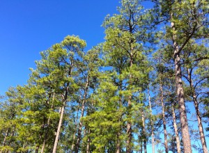 Pine trees and blue skies