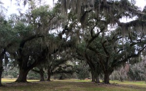 Spanish moss on live oaks