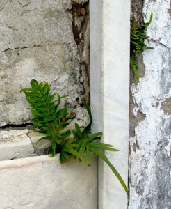 fern in tomb