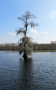 tree in the lake