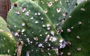 Cocineal on prickly pear