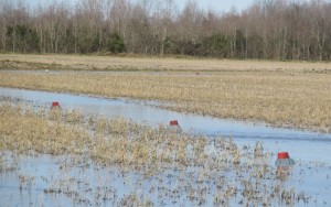 Crayfish traps in the flooded fields