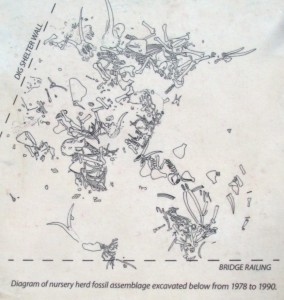 Diagram of nursery herd