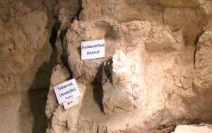 Mammoth unidentified mammal