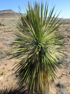 Plant - joshua tree?