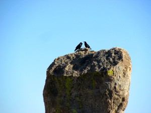 crows on the rock