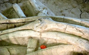 mammoth Quincy's wound