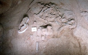 mammoth camel fossil
