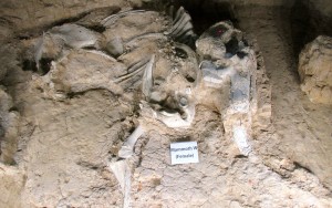 mammoth female