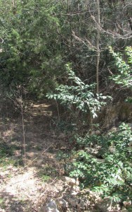 mammoth original dig