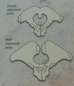 mammoth pelvis drawings