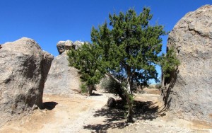 tree in the rock
