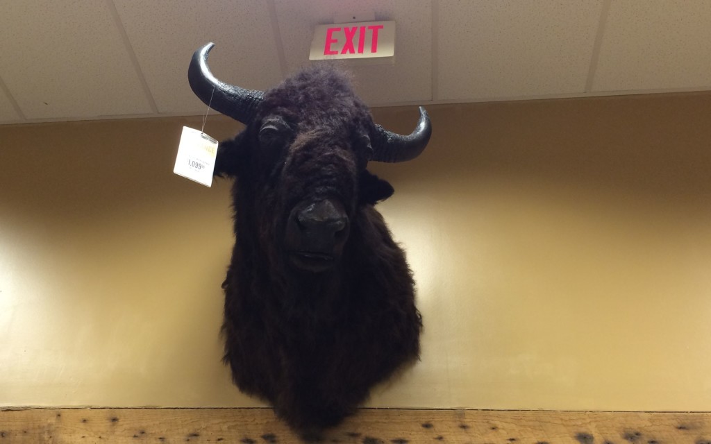 Cabela's Buffalo in the Bargain Den