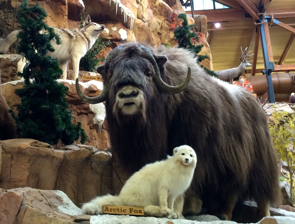 Cabela's Taxidermy