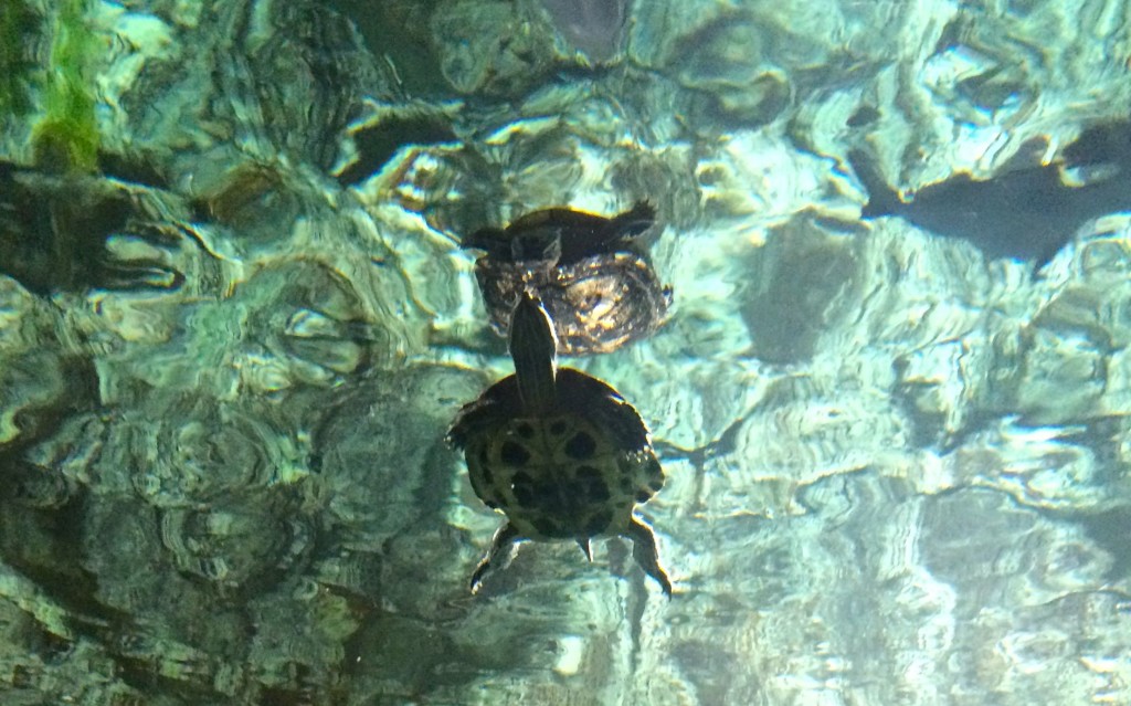 Cabela's turtle