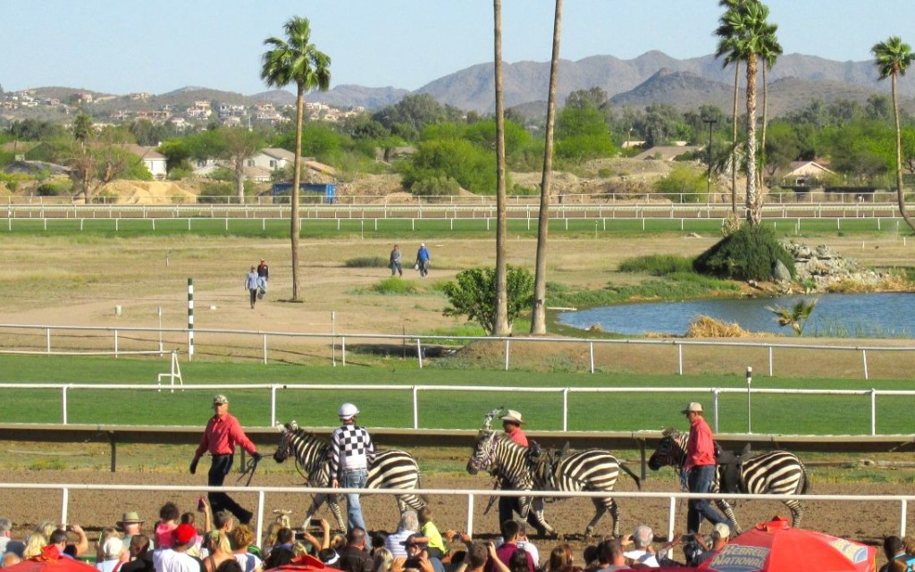 Getting ready for the Zebra race