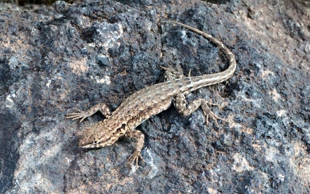 Lizard close up
