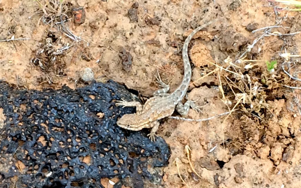 Lizard on a black rock