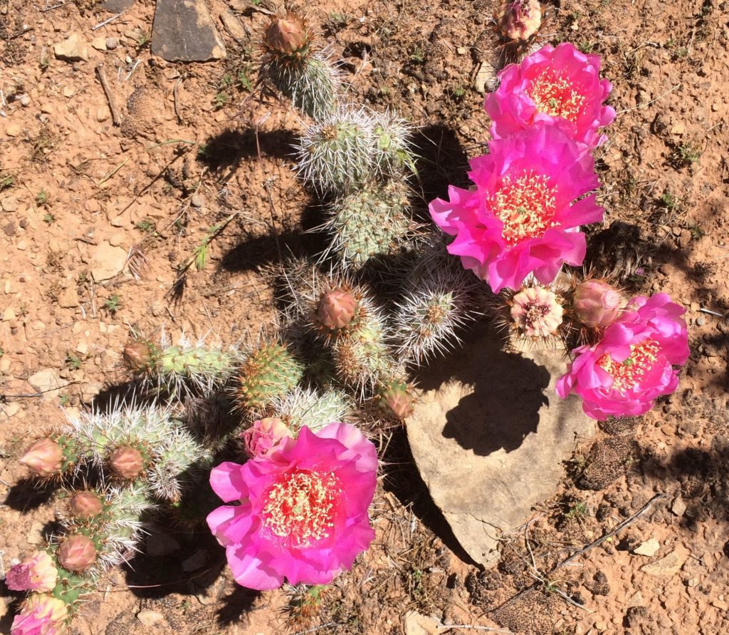 Pink caactus flowers