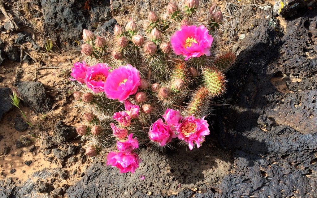 Pink cactus flowers