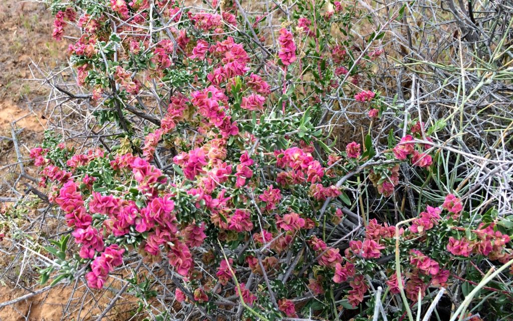 Pink flowers on a bush