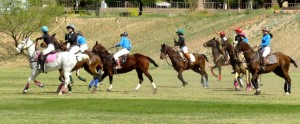 Polo ponies 2