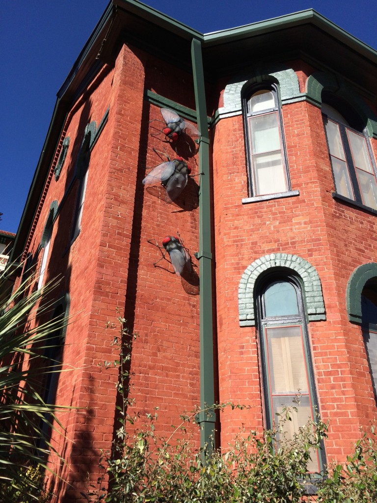 Sunday Bisbee flies on a wall