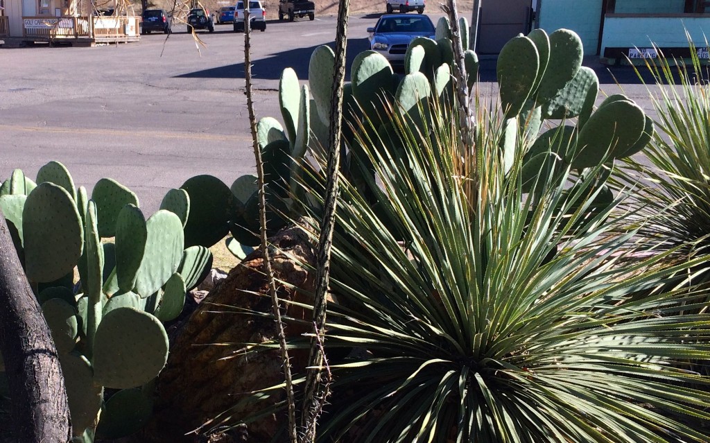 Sunday Bisbee prickly pear without prickles