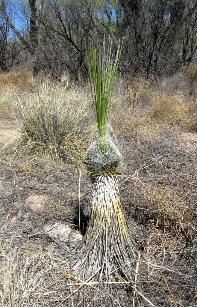 Sunday san pedro yucca