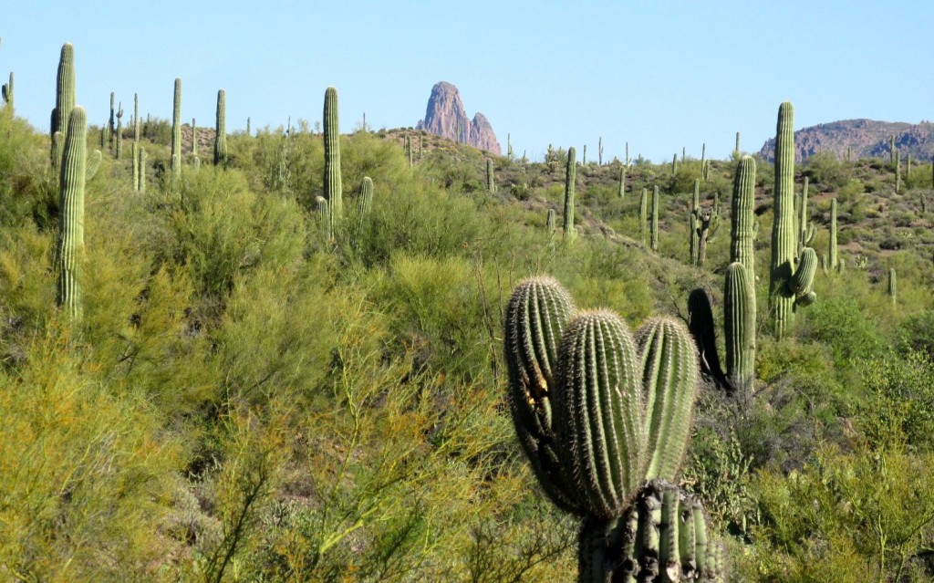 Thurs Weavers Needle