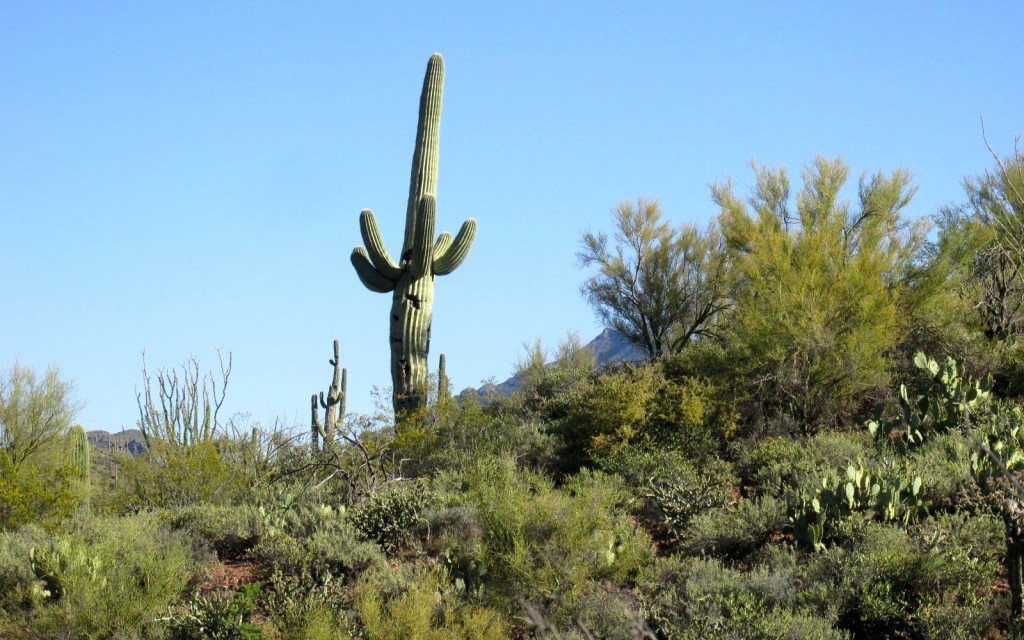 Thurs cactus and greenery