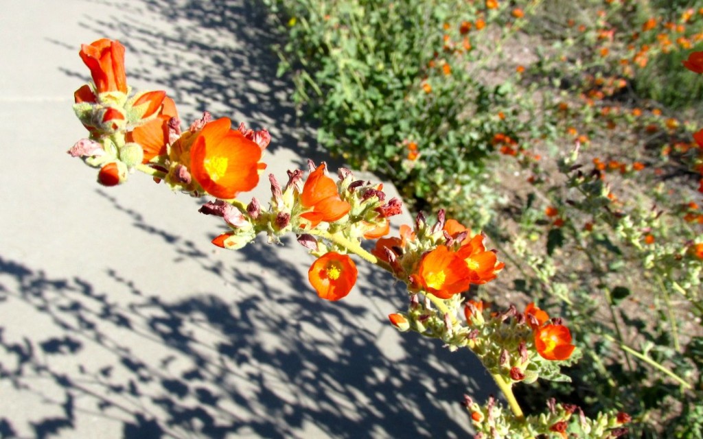 Thurs orange flowers