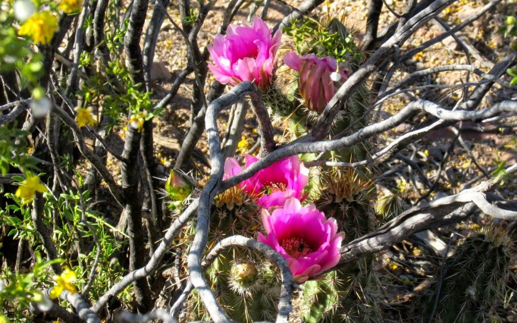 Thurs yellow and pink flowers