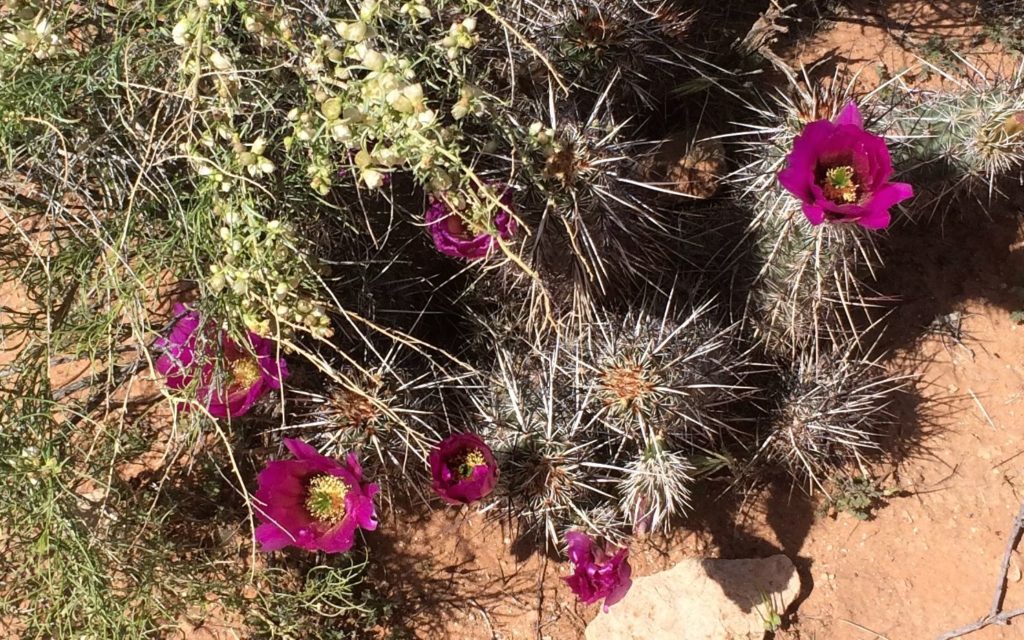 fushia cactus flowers