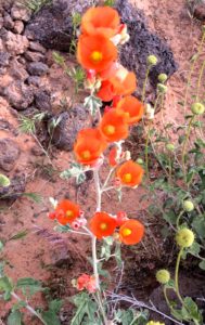 orange flowers in lava field