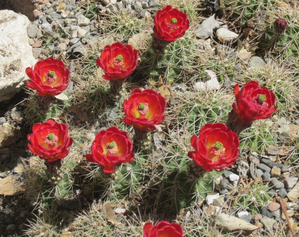 red cactus flowers montezuma's castle