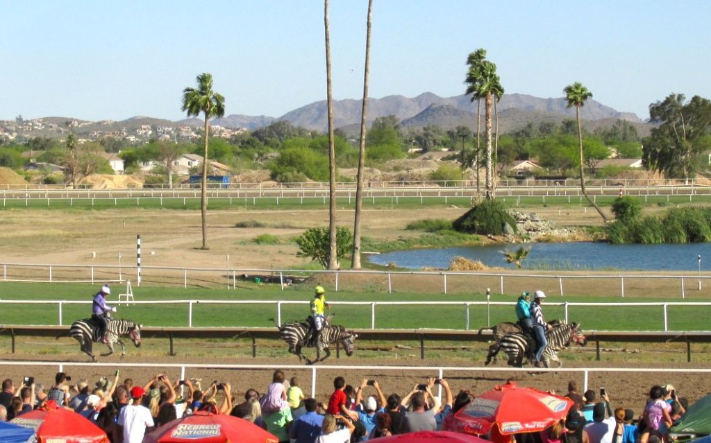 running the zebra race
