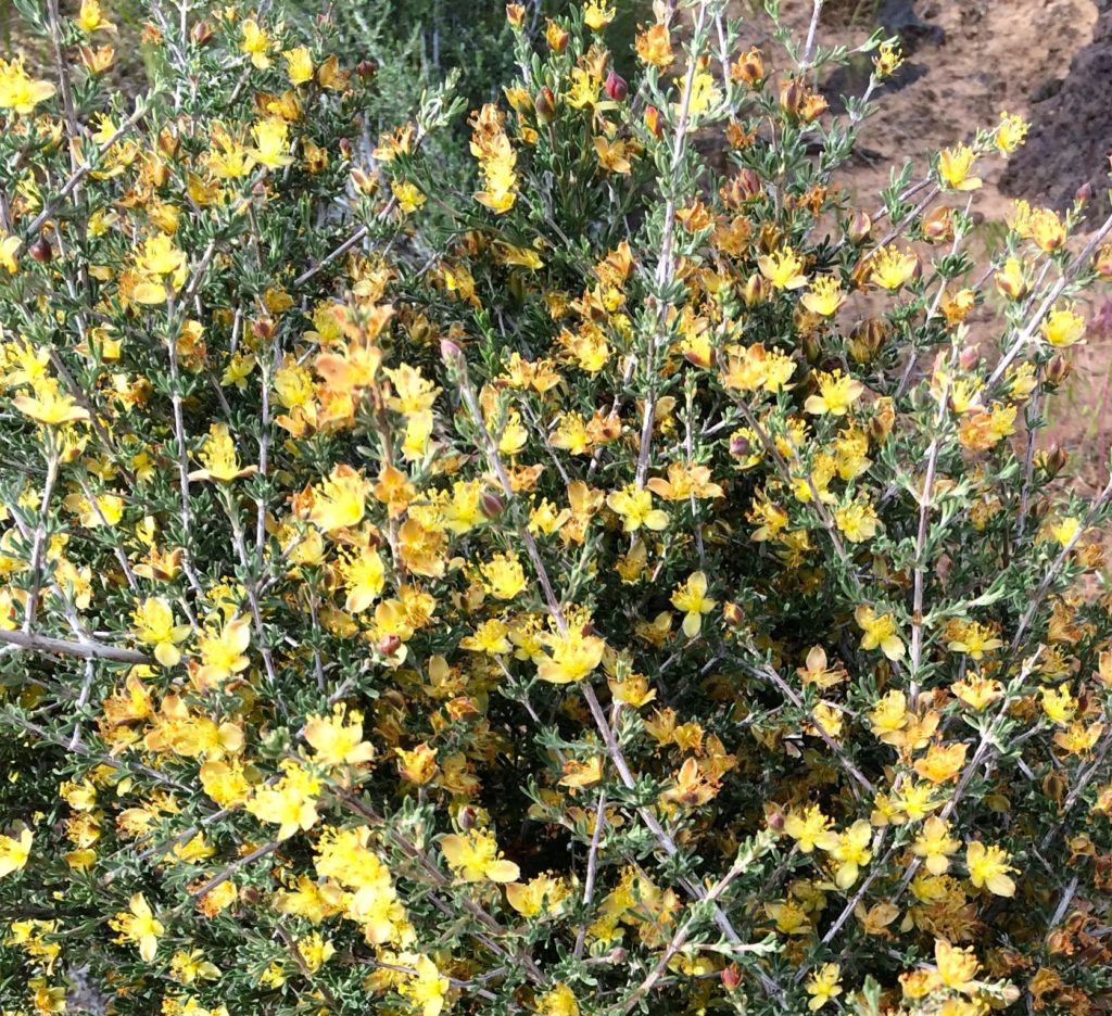 yellow flowers on a bush