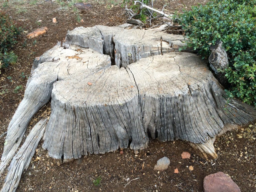 Ancient stump