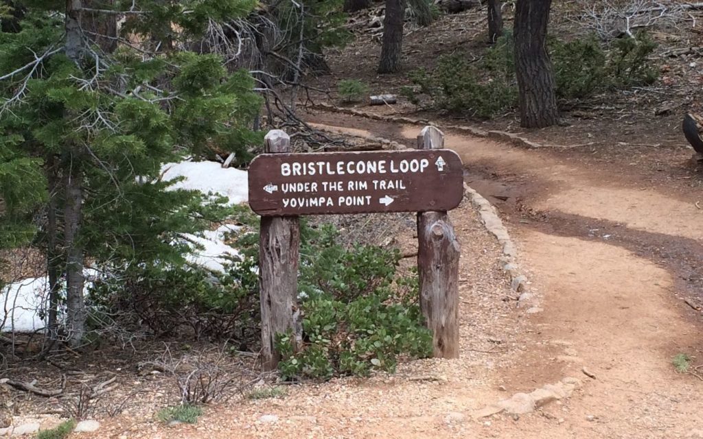 Bristlecone loop sign