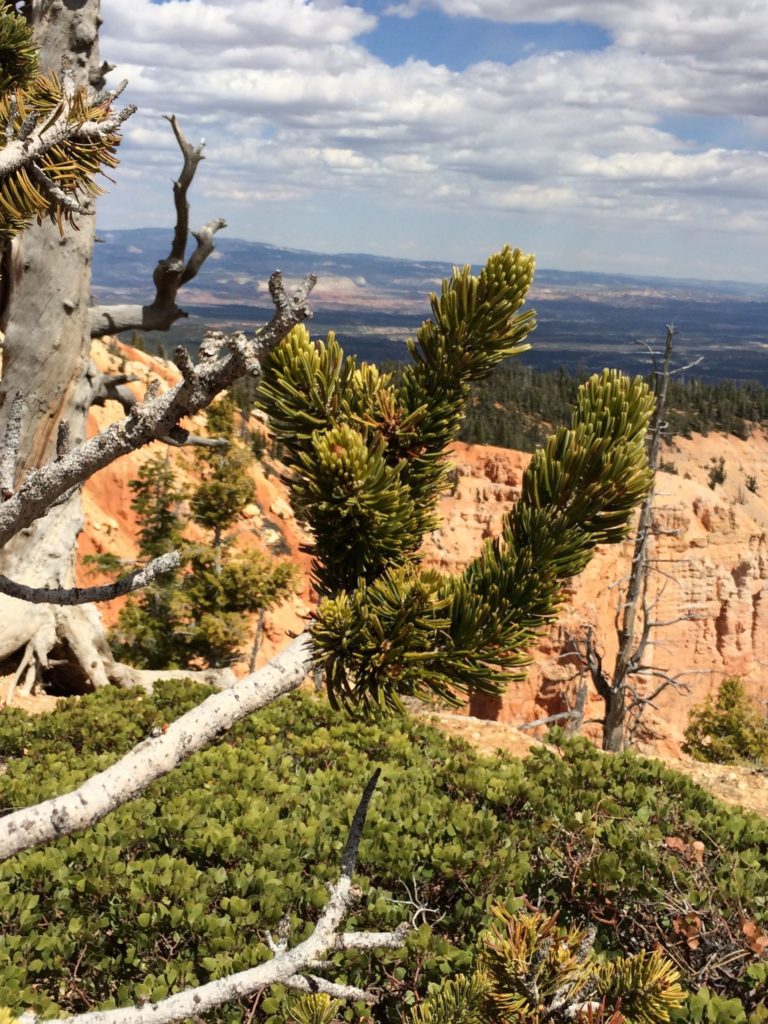 Bristlecone pine close up