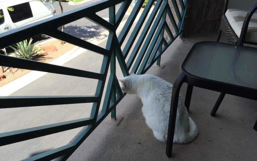 Cora checking out the view