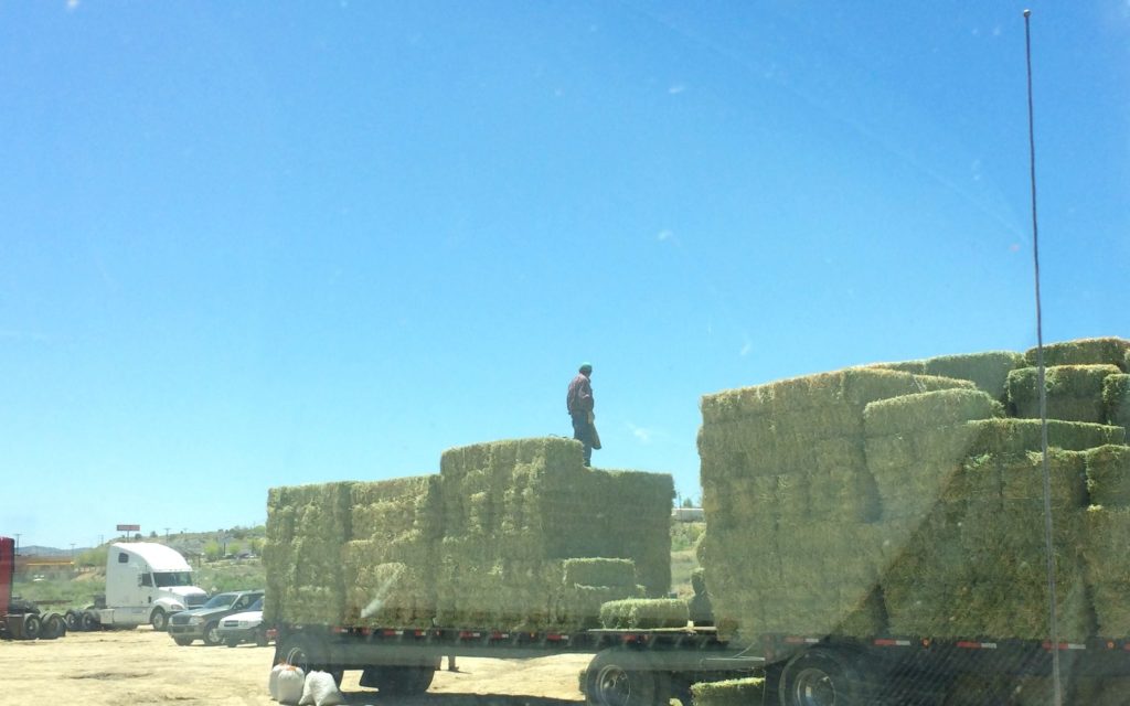 Hay for sale