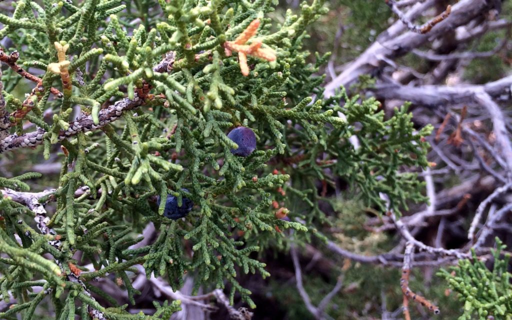 Juniper?
