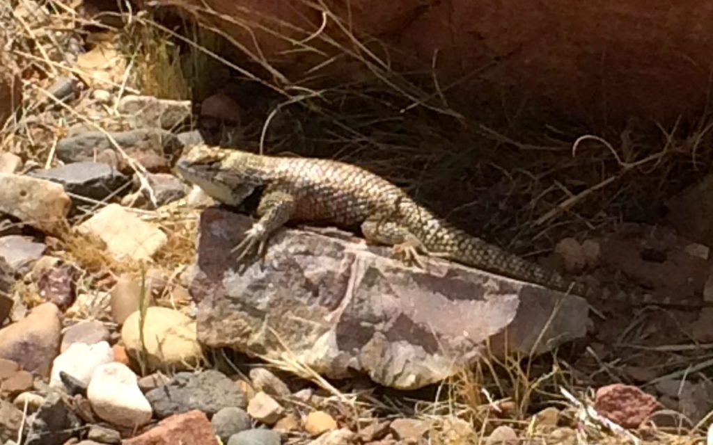 Lizard on a rock